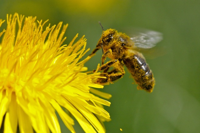 La Cité de l'Abeille